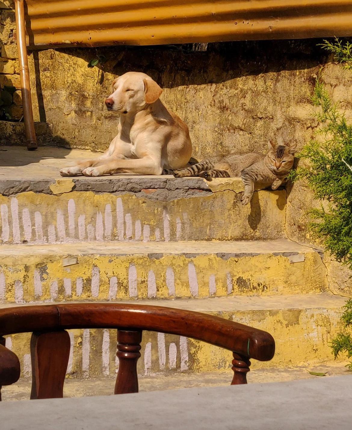 Art Bliss Hostel Rishikesh Luaran gambar